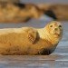 Seal 151109_6
